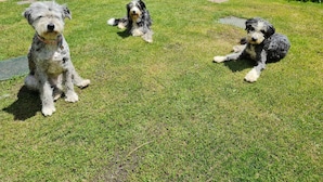 Drie honden zitten op een verzorgd gazon met een prachtig uitzicht op een meer en heuvels.