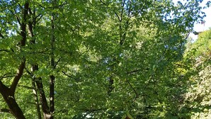 Een houten chalet met een groen dak, omringd door bomen, bereikbaar via een houten terras.
