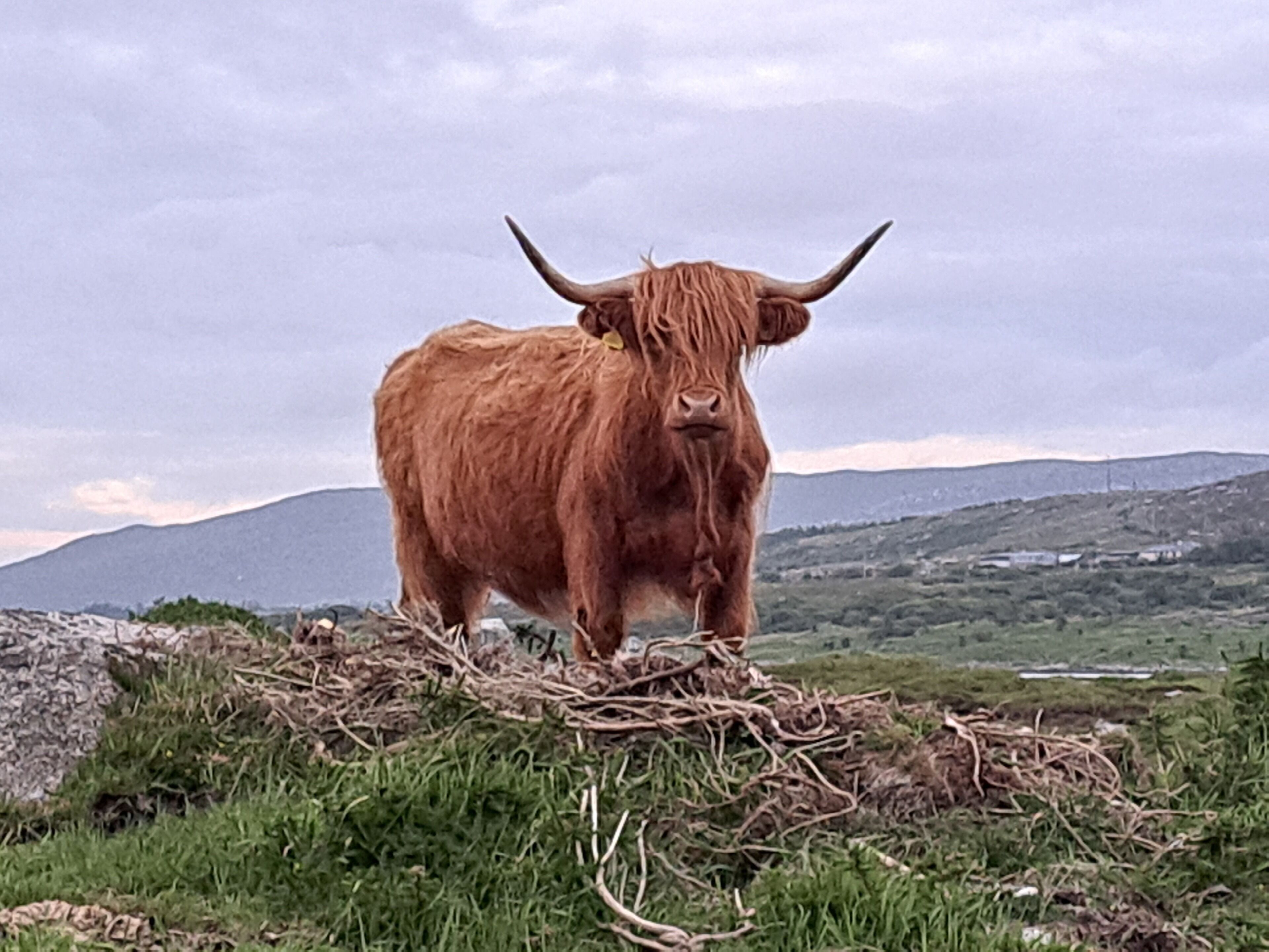 Una mucca alta nelle Highlands in piedi su una collina erbosa con montagne sullo sfondo.