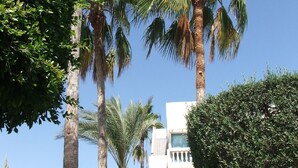 Hoge palmboom en een gebouw met balkon.
