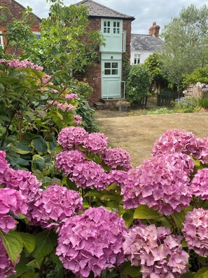 A garden with pink hydrangea bushes and a brick house with a green door.