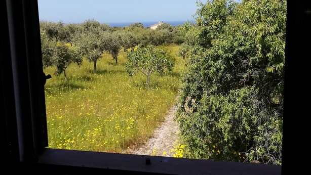 Vista desde una ventana: un campo con árboles y cielo despejado.