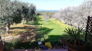 Un patio con vistas a un jardín, un gato y una planta en maceta.
