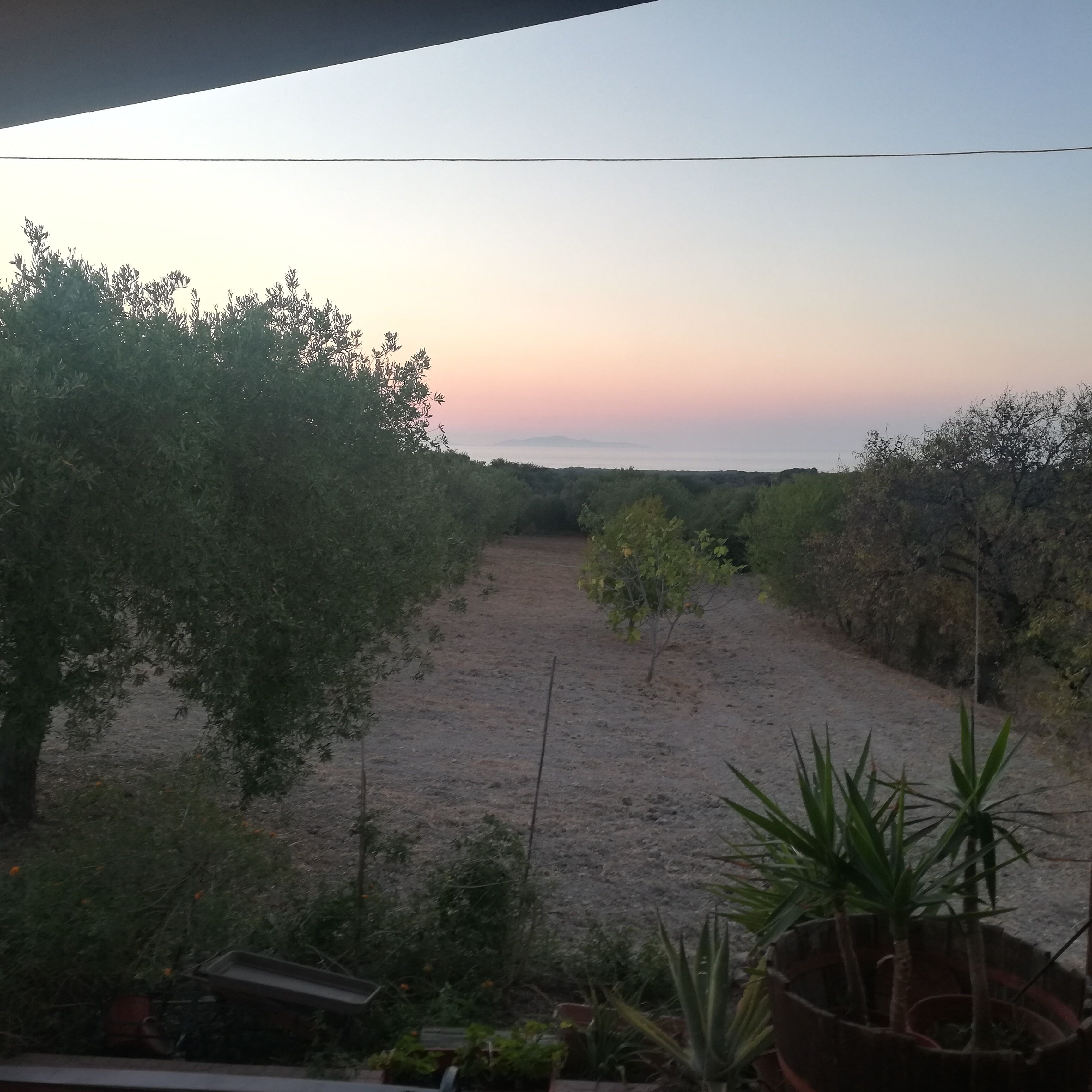 Blick auf einen Garten mit verschiedenen Pflanzen und Bäumen.