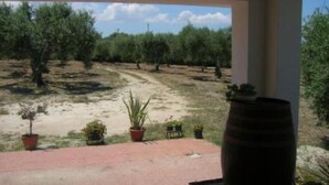 Un patio con plantas en macetas y vistas a un olivar.