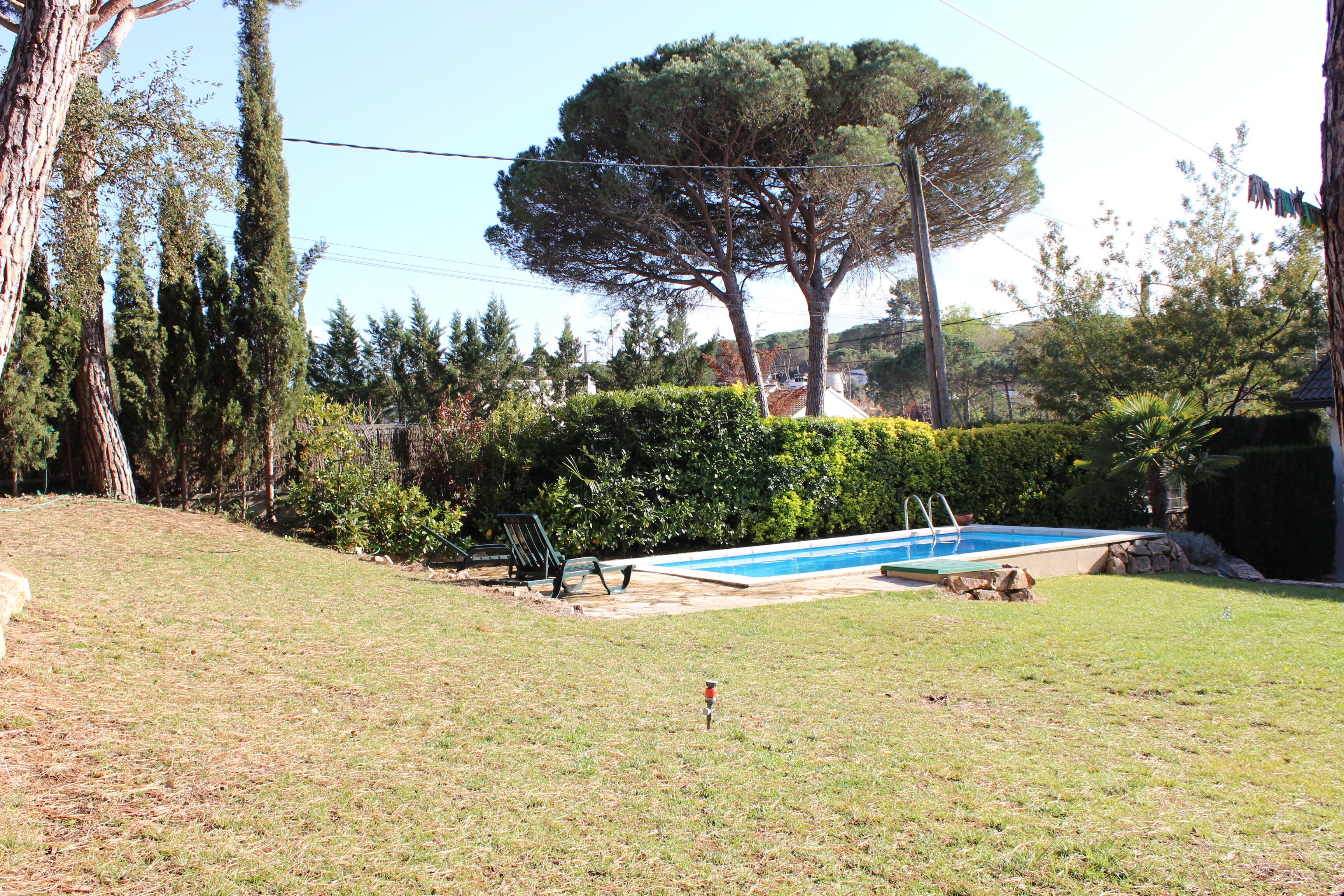 A backyard with a swimming pool, a lawn, and a large tree.