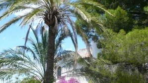 Un jardí amb palmeres i un camí que condueix a un edifici amb finestres d'arc.