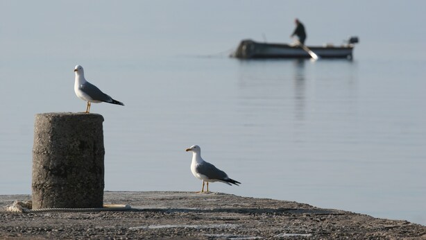 A seagull perched on a concrete post by the water.