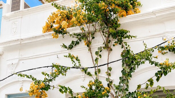 A white building with a blue door, a window, and a balcony with yellow flowers. - Charming house in downtown Olhão (Olhão)