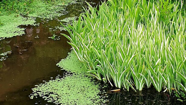 A serene garden with a pond, lush greenery, and a weeping willow tree. - Spectacular setting in unspoilt East Devon, 15 minutes from Jurassic Coast. (Nr Honiton)