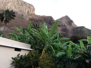 A building with a white facade and a large green banana plant in the foreground. - Chã de Arroz Country House (Ribeira Grande)