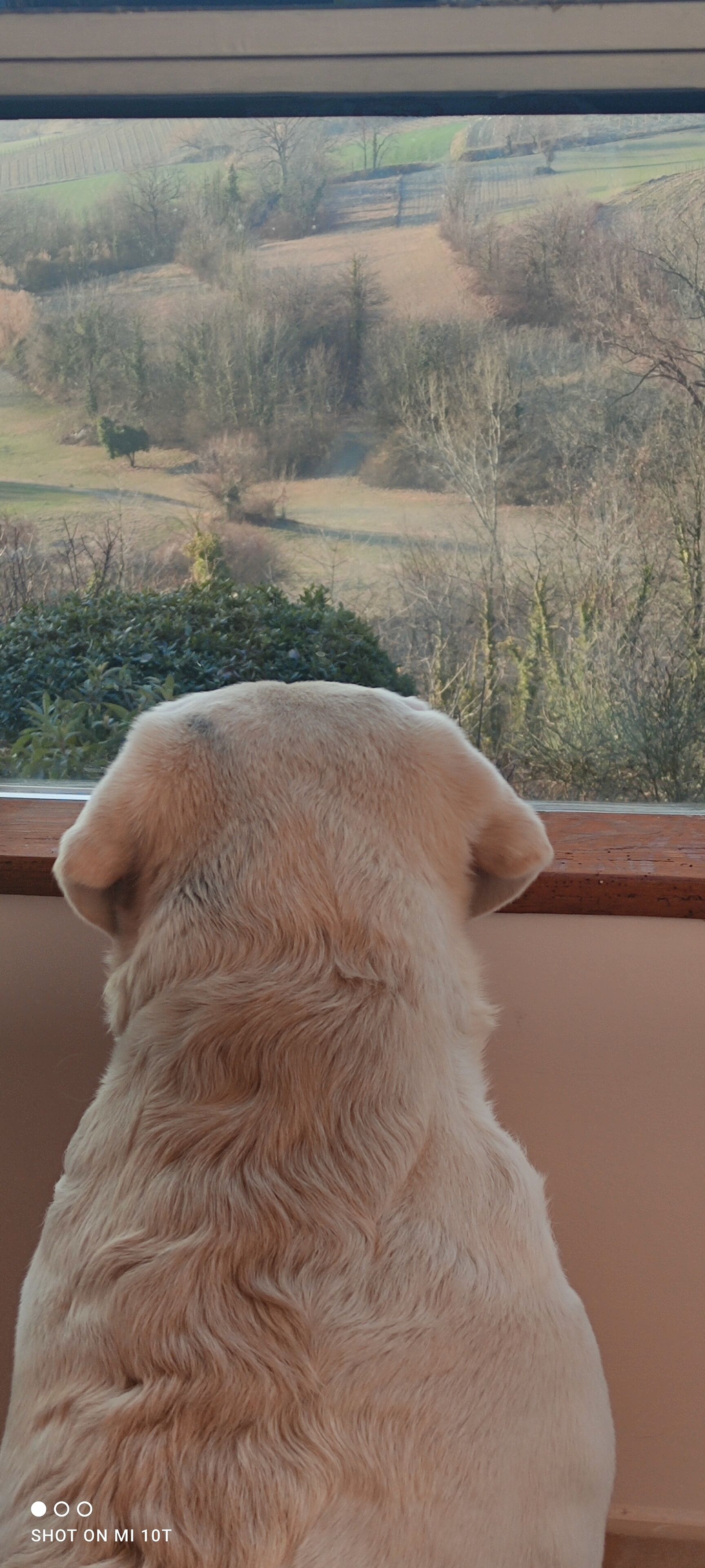 A dog looking out of a window.