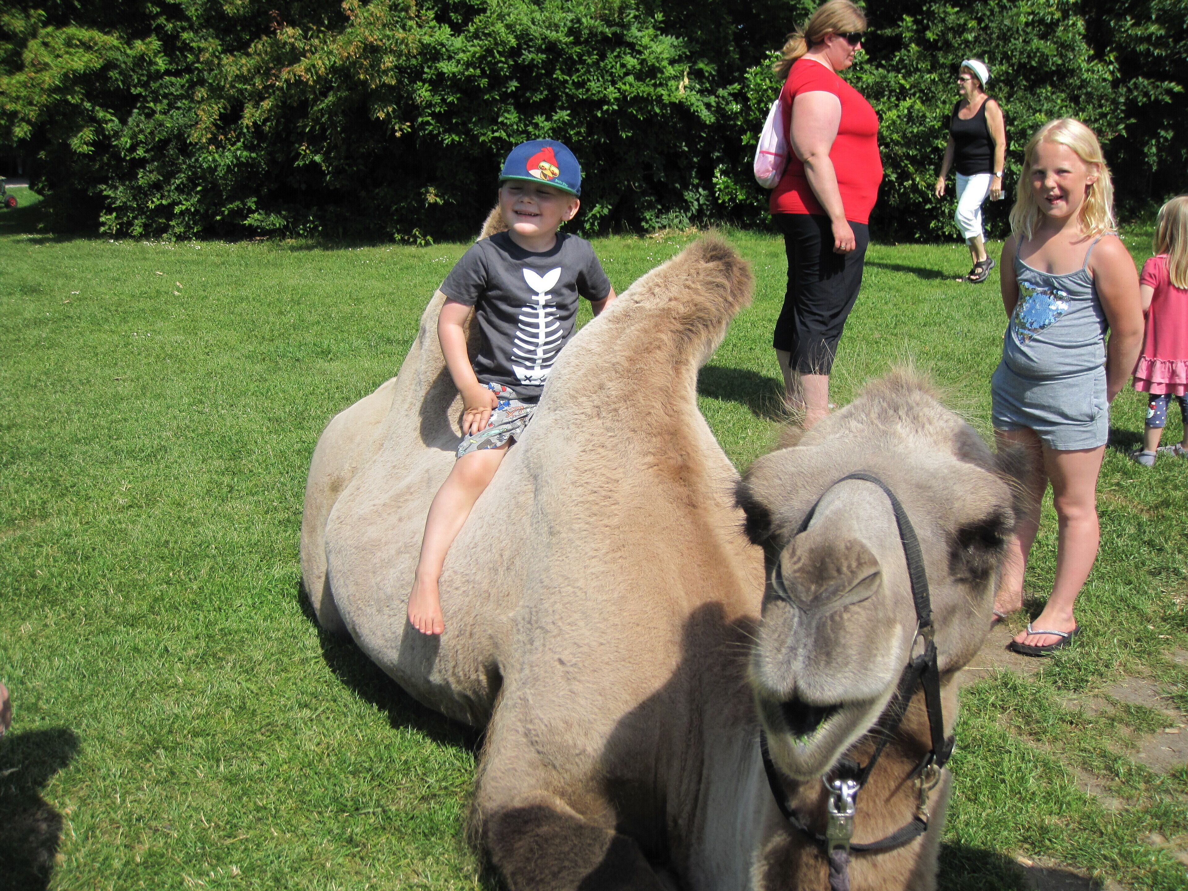 A child riding a camel in a grassy area with people in the background.