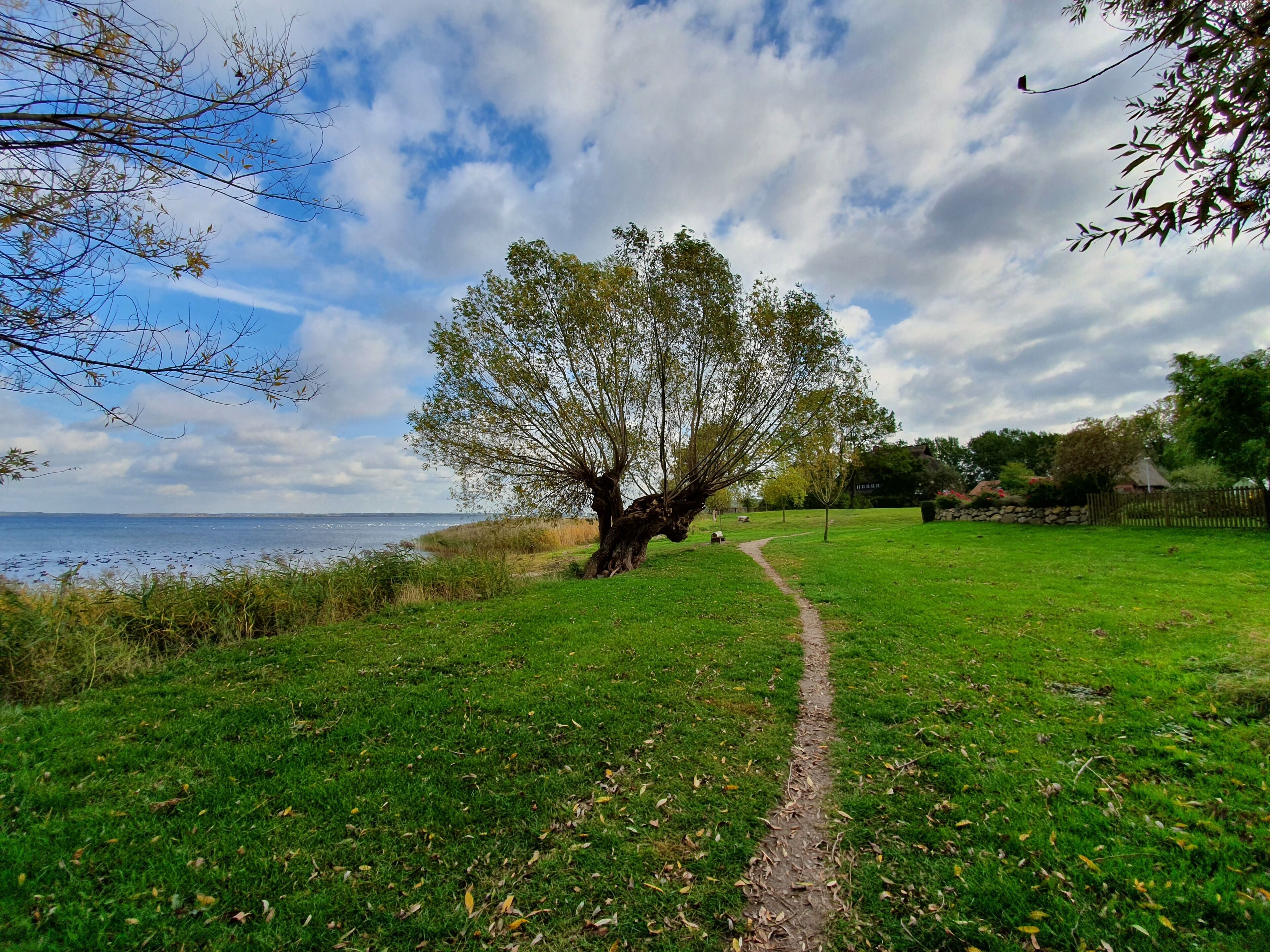 A grassy park with a tree-lined path leading to a body of water.