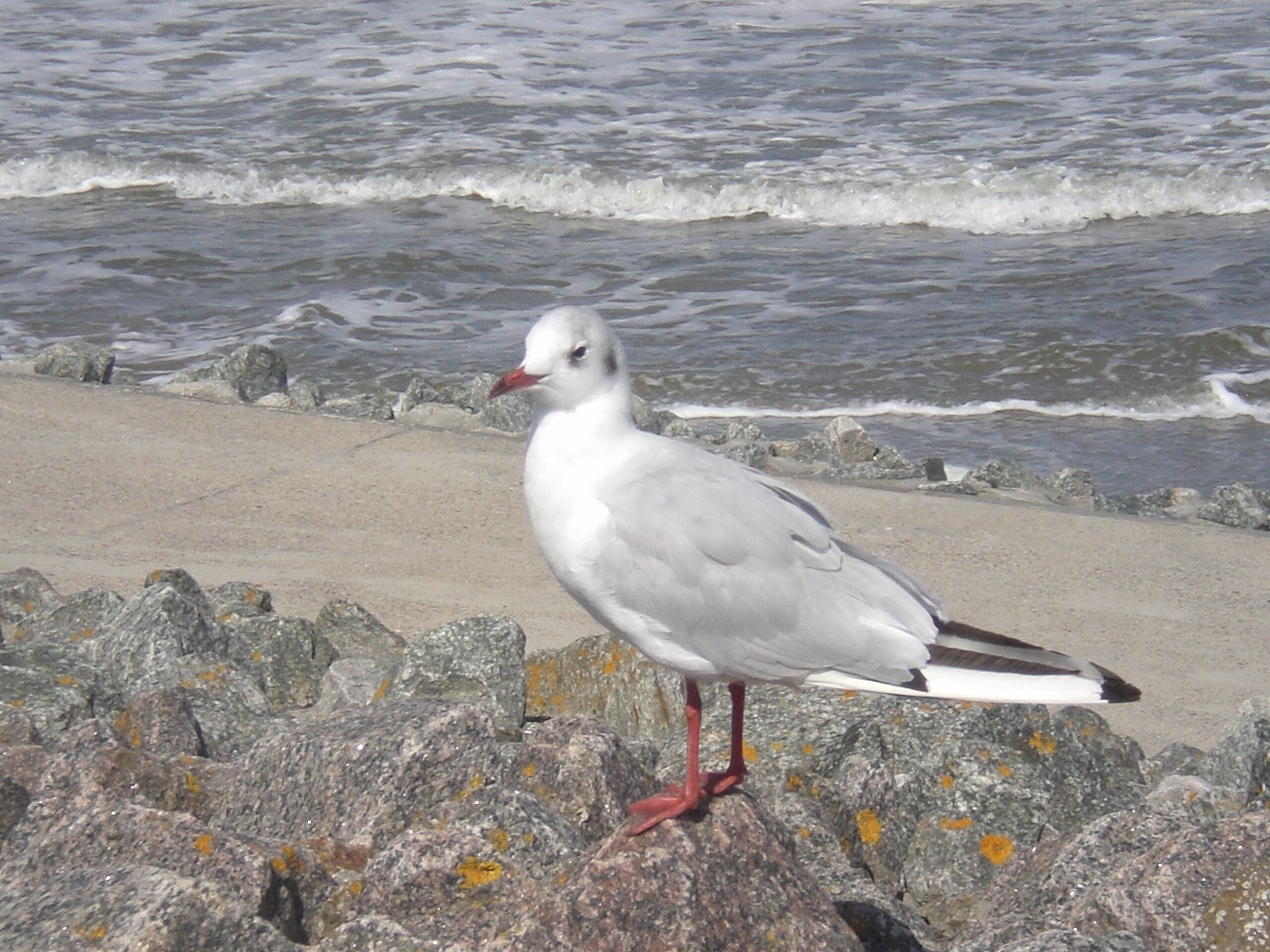 A seagull standing on rocks by the sea.