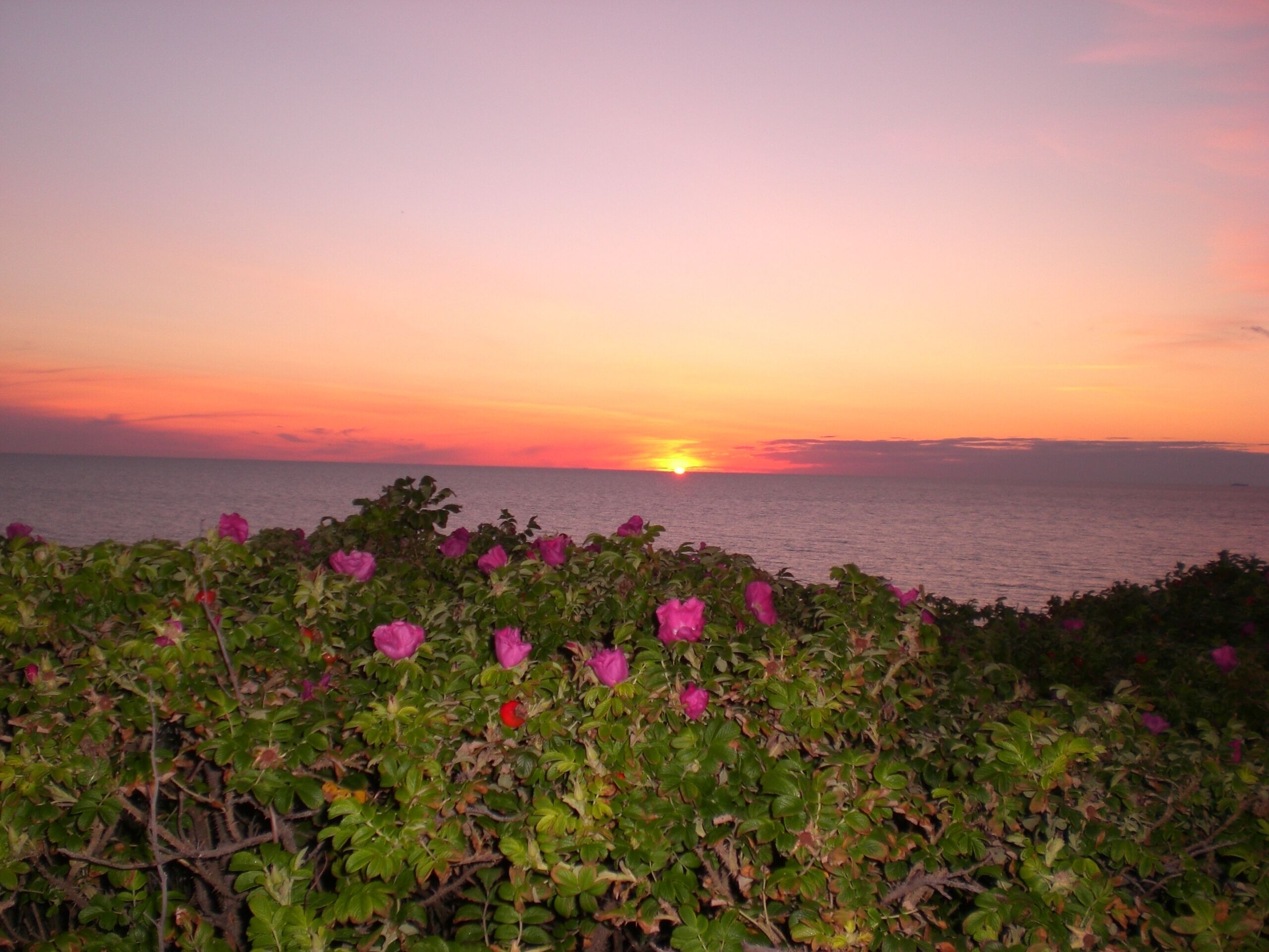 Een zonsondergang boven de oceaan met roze bloemen op de voorgrond.