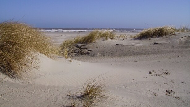 Una spiaggia sabbiosa con dune e vegetazione rada.