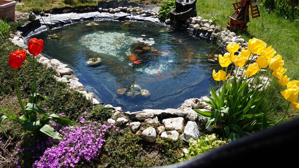 Ein Garten mit Teich, umgeben von Steinen und verschiedenen Blumen.