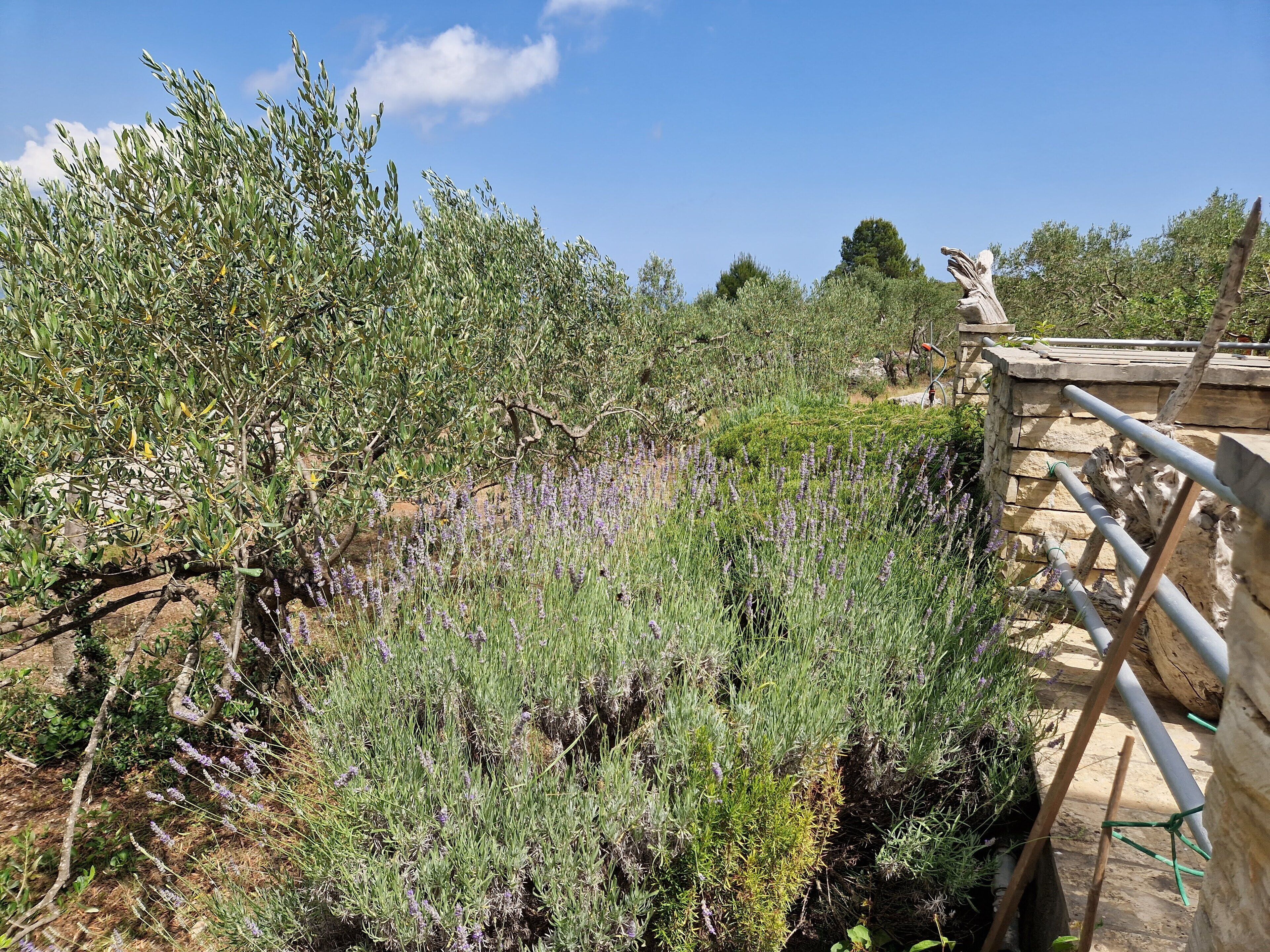 Un jardin avec différentes sortes de plantes et une clôture en bois.