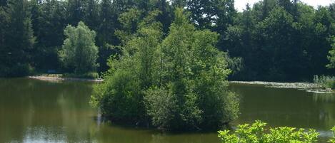 Ein ruhiger See, umgeben von dichtem Wald.