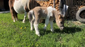 Two horses grazing in a grassy area with a wooden structure and a pile of firewood in the background. - Charming vacation rental in a secluded location with a wonderful view (Bayerniederhofen)