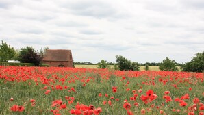 Un champ de coquelicots rouges, avec un bâtiment en briques en arrière-plan.