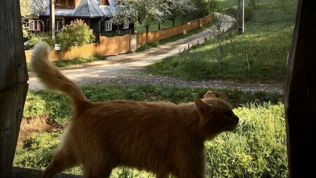 Un perro caminando bajo un arco con vista a una casa y un paisaje rural.