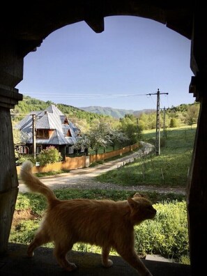 A dog walking through an archway with a view of a house and a rural landscape.