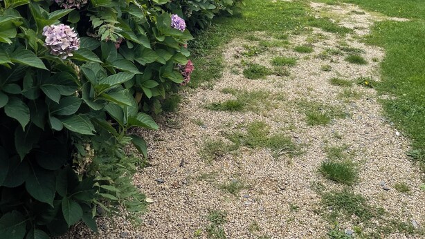 A garden path with hydrangea bushes and a stone wall. - Fully restored stone and slate barn in a typical village (Lacroix-Barrez)