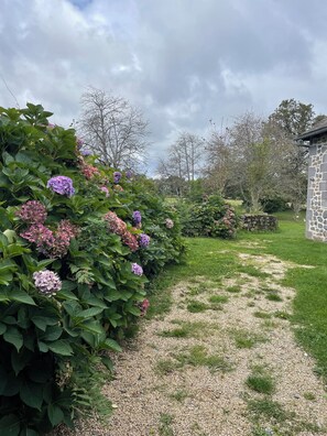 Camí de jardí amb arbustos d'hortènsia i una paret de pedra.