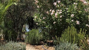 A garden pathway surrounded by various plants and trees, including a prominent flowering tree. - beautiful villa with private pool, bbq, wifi, 10 mins from the sea and  golf  (alcantarilha)