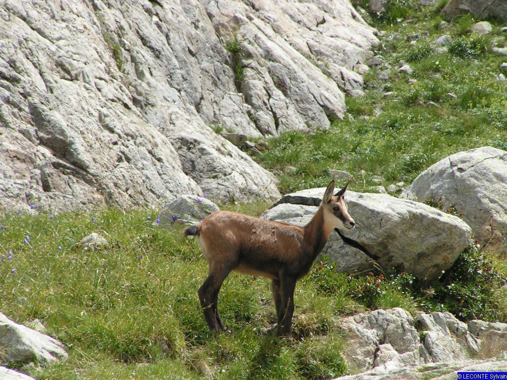 Un capra delle montagne in piedi su un terreno roccioso con vegetazione scarsa.