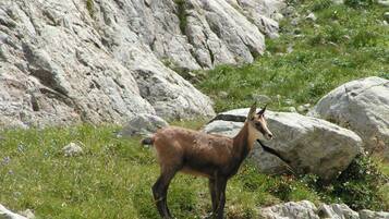 Un capra delle montagne in piedi su un terreno roccioso con vegetazione scarsa.
