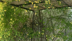 Una estructura de invernadero con armazón metálico y techo de malla, soportando plantas trepadoras con flores amarillas.