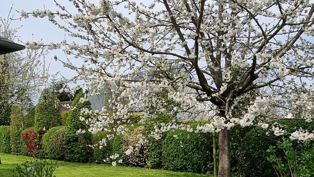 A well-maintained lawn with a large flowering tree in the center.