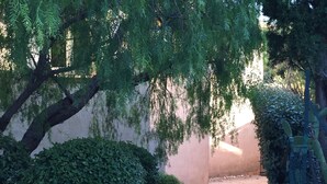 A courtyard with a stone wall, a small bush, and a tree with hanging branches. - MAZET with superb sea view and beautiful terrace - 500 m beach (Rayol-Canadel-Sur-Mer)