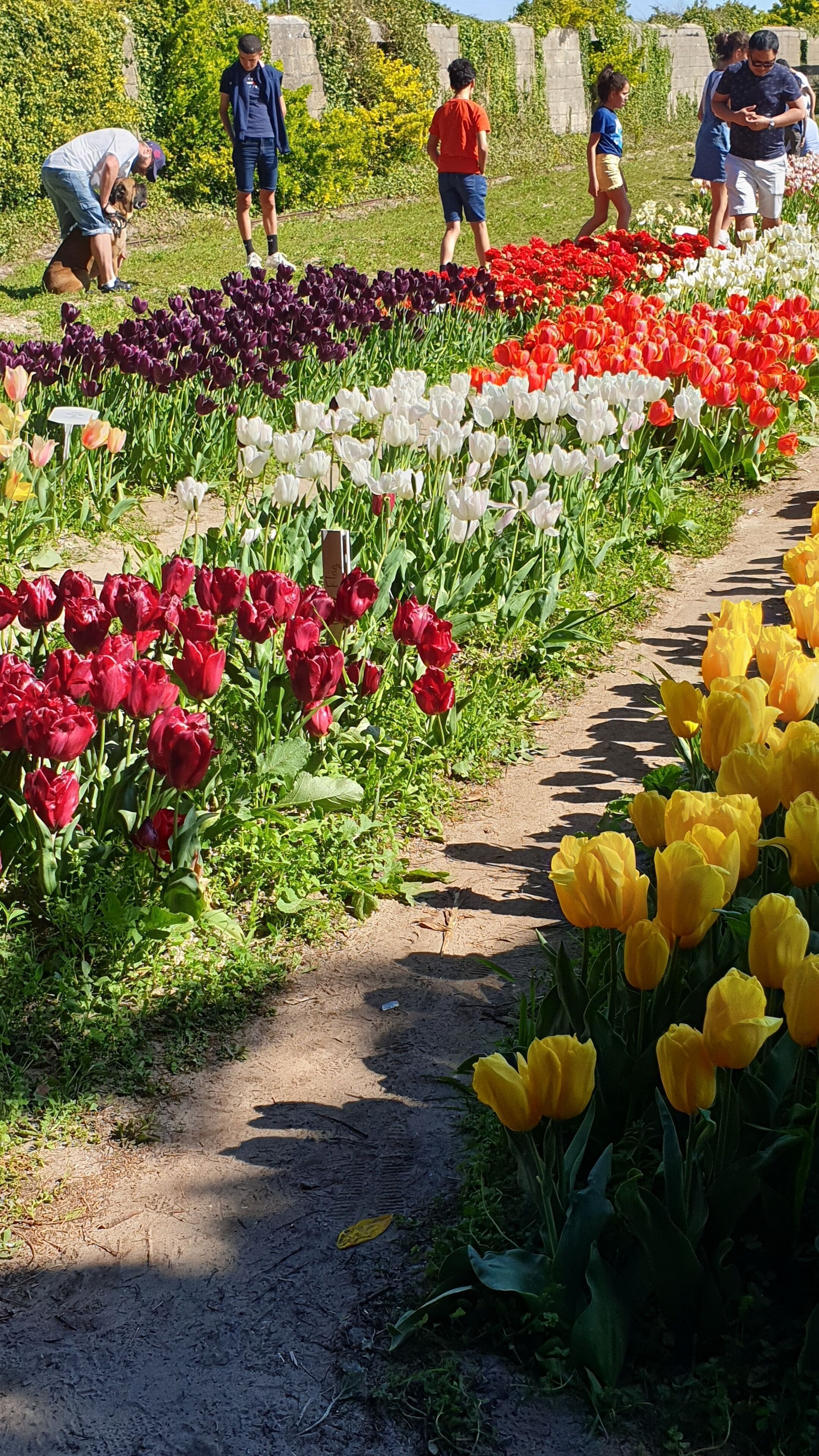 A garden with rows of colorful tulips and a dirt path.