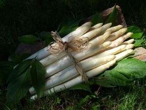 En bunt vit sparris, sammanbunden med ett snöre, ligger på gräset omgiven av gröna blad.