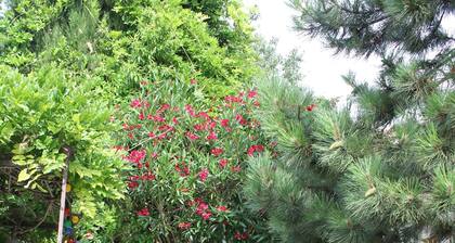 18 Century Provencal Mas With Swimming Pool