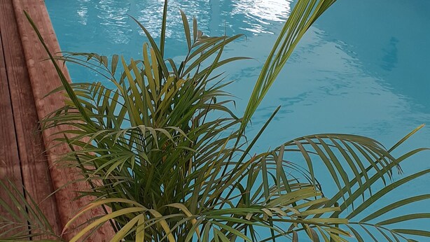 A pool area with a wooden deck, a potted plant, and a blue slide.