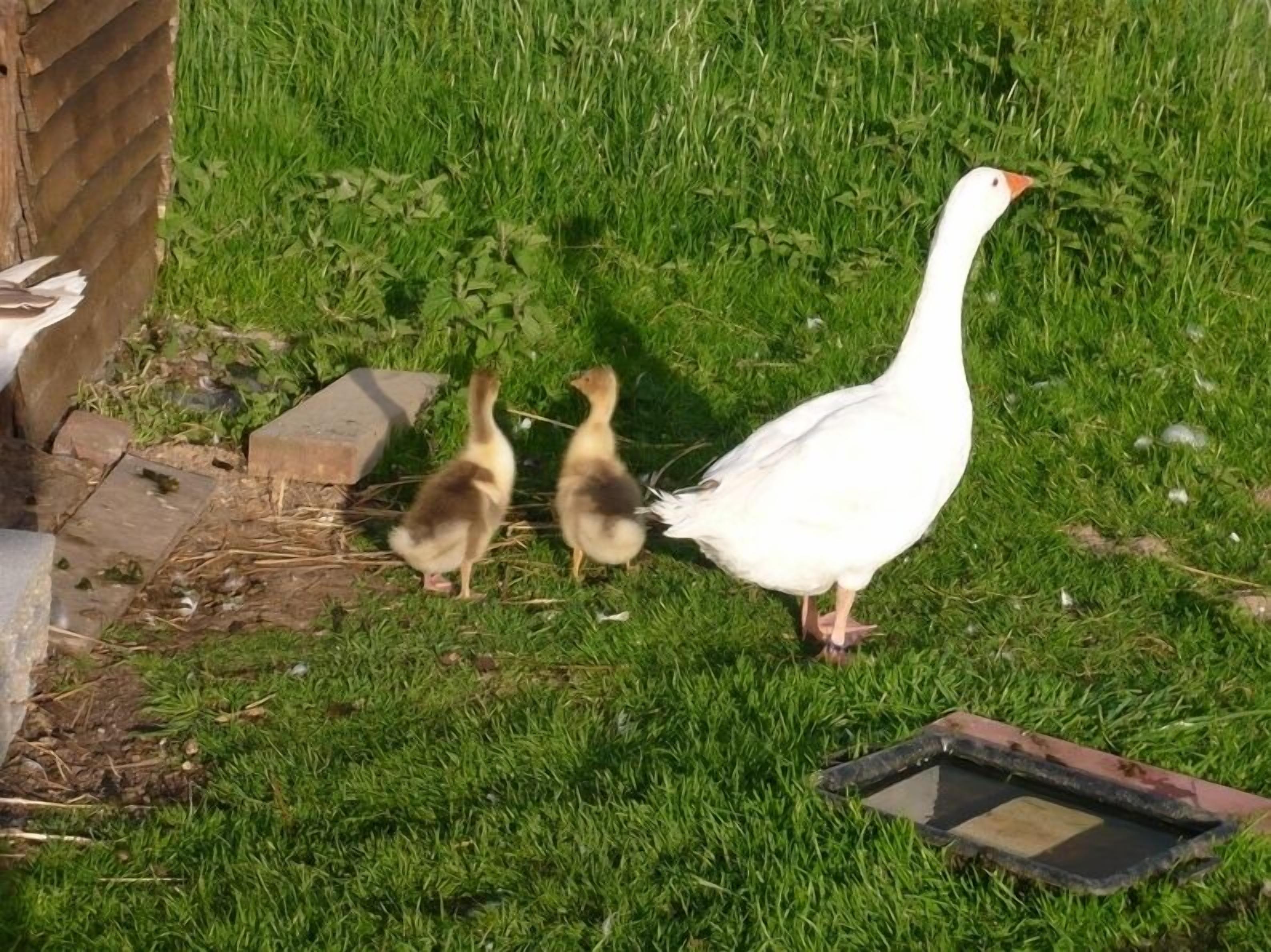 Een witte gans met twee jongen wandelend over een grasveld.