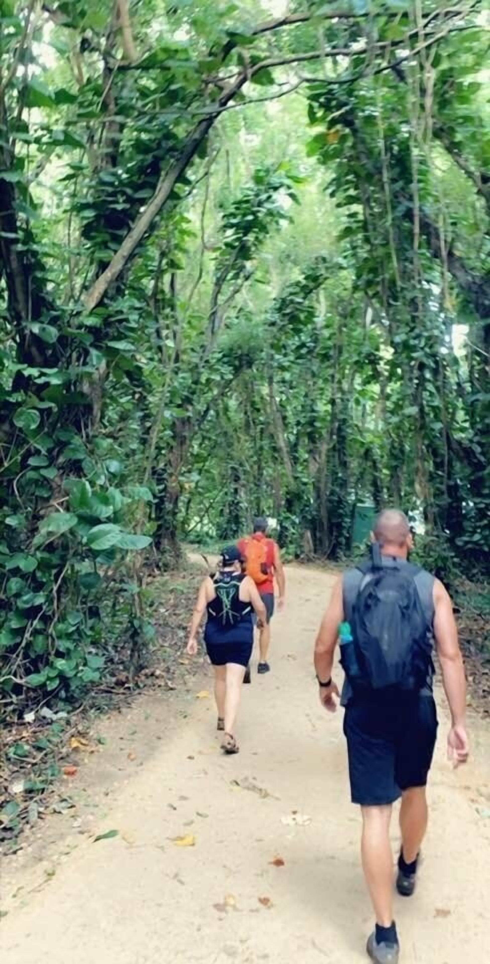 A narrow dirt path surrounded by dense green foliage.