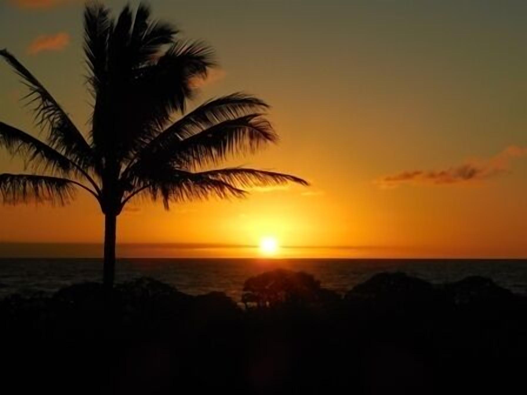 A sunset over the ocean with a silhouette of a palm tree.