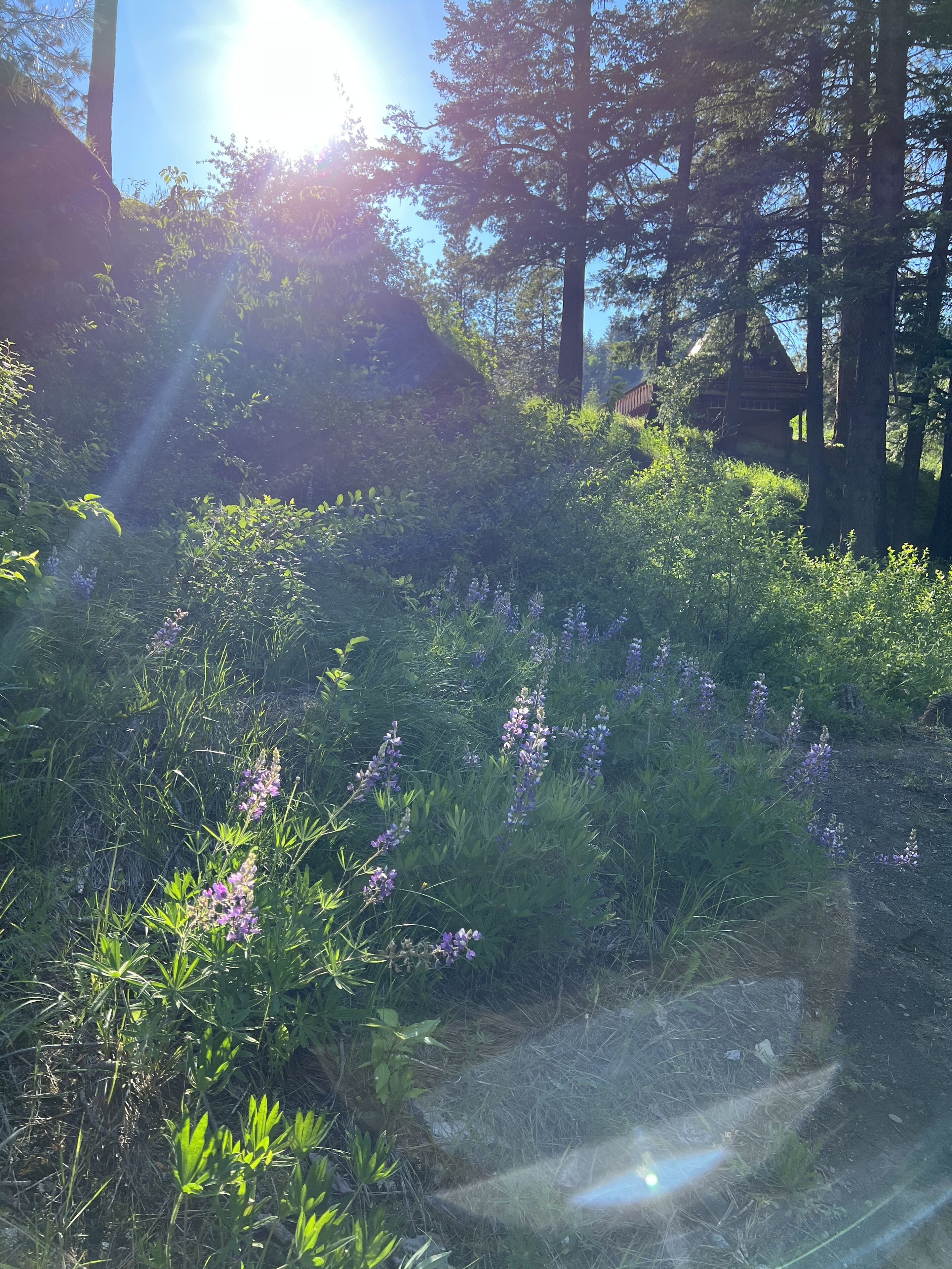 A forested area with sunlight filtering through the trees.