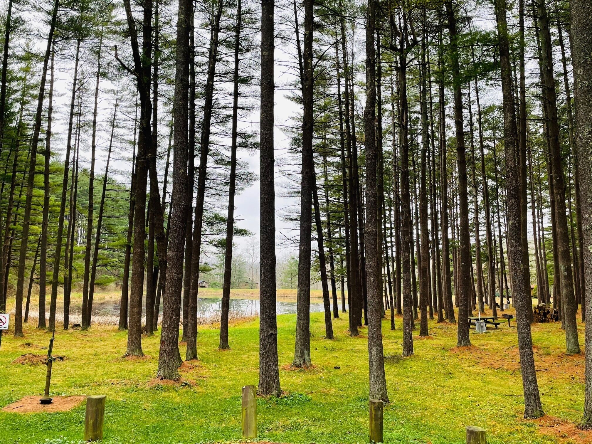 Une forêt avec de grands arbres et une zone herbeuse.
