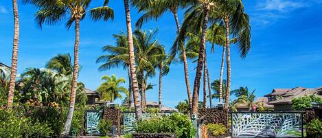 A tropical resort with palm trees, a stone pathway, and a sign reading 'Hali Kai'.