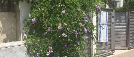 A garden with purple flowers and yellow flowers, a metal gate, and a building in the background.