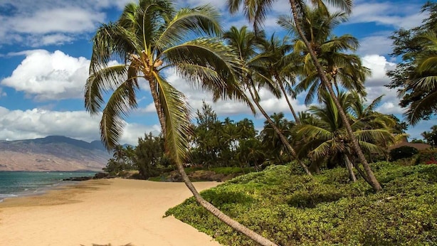Ein Strand mit Palmen und einem Berg im Hintergrund.