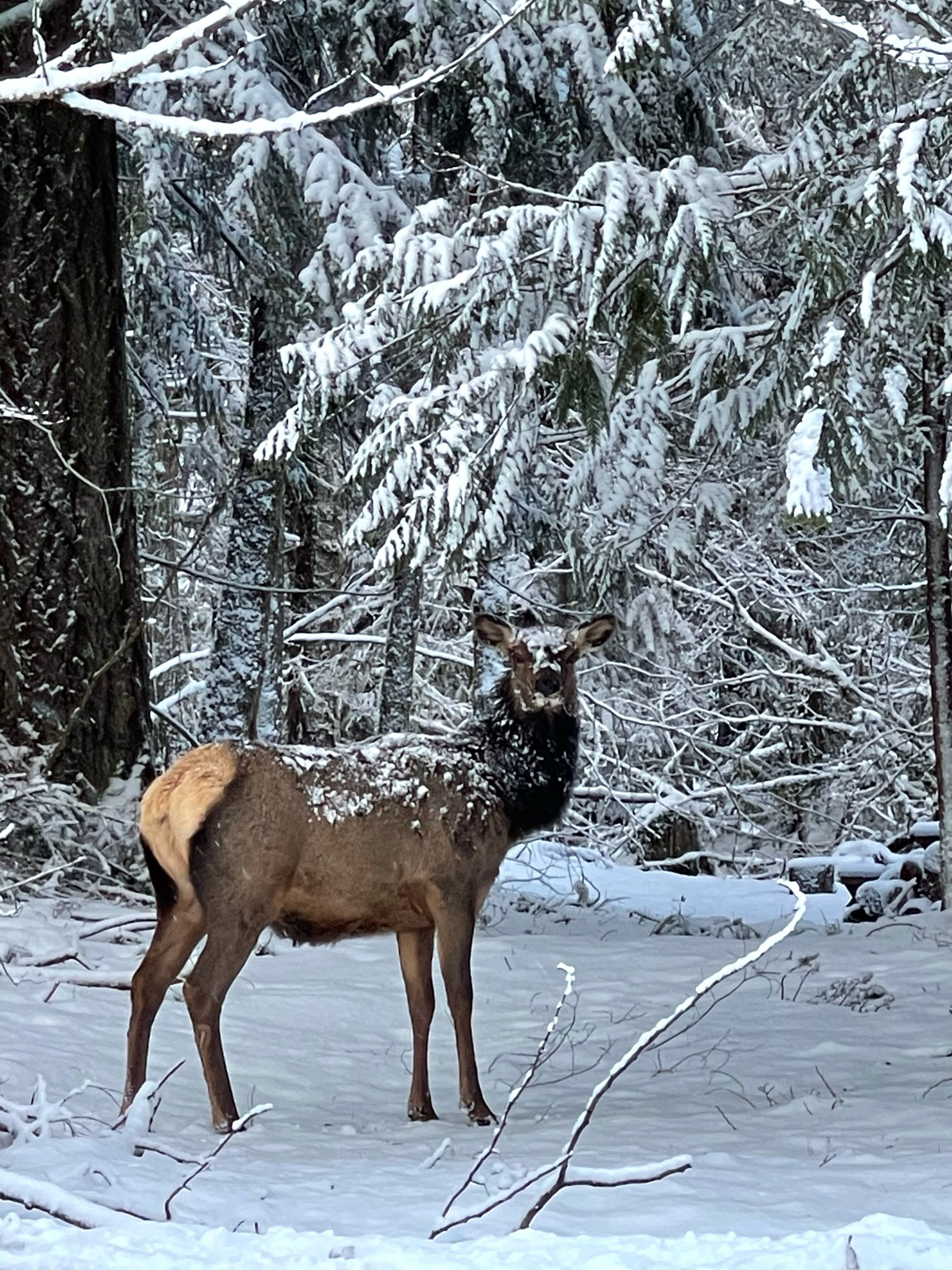 A deer standing in a snowy forest.