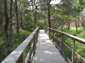 Walk along the winding boardwalk surrounded by lush greenery and trees.